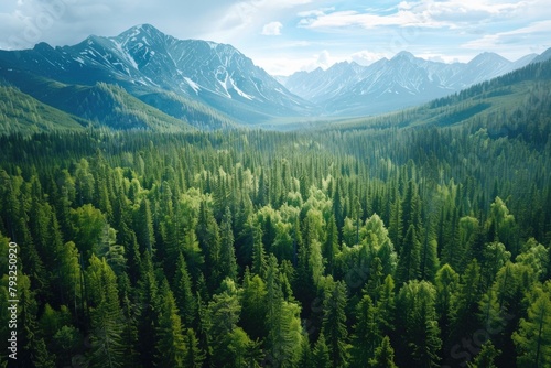 Aerial view of a forest with mountains in the background. Suitable for nature and landscape concepts #793250920