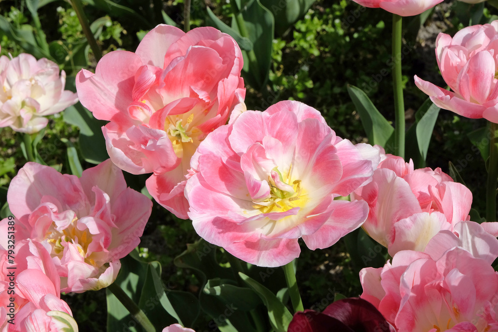Pink and cream late double tulip, Tulipa ‘Angelique’ in flower. Pink and cream late double tulip, Tulipa ‘Angelique’ in flower.