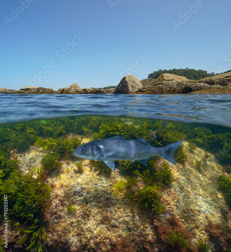 Rocks on the sea shore with an European seabass fish underwater in the Atlantic ocean, split view over and under water surface, natural scene, Spain, Galicia, Rias Baixas