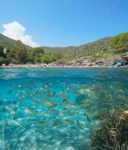 Mediterranean coast in Spain, beach in summer and fish shoal underwater, split view over and under water surface, natural scene, Costa Brava, Catalonia, Roses
