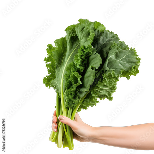 A female hand holding a fresh kale leafy greens isolated on a white background