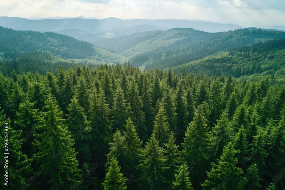 Aerial view of a forest with mountains in the background. Suitable for nature and landscape concepts Aerial view of a forest with mountains in the background. Suitable for nature and landscape concepts
