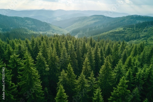 Aerial view of a forest with mountains in the background. Suitable for nature and landscape concepts