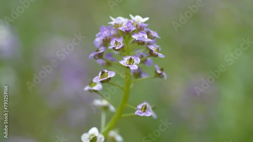 Little purple flowers grow in garden. Presumably this is Arabidopsis or rockcress - genus in family Brassicaceae. They are small flowering plants related to cabbage and mustard photo