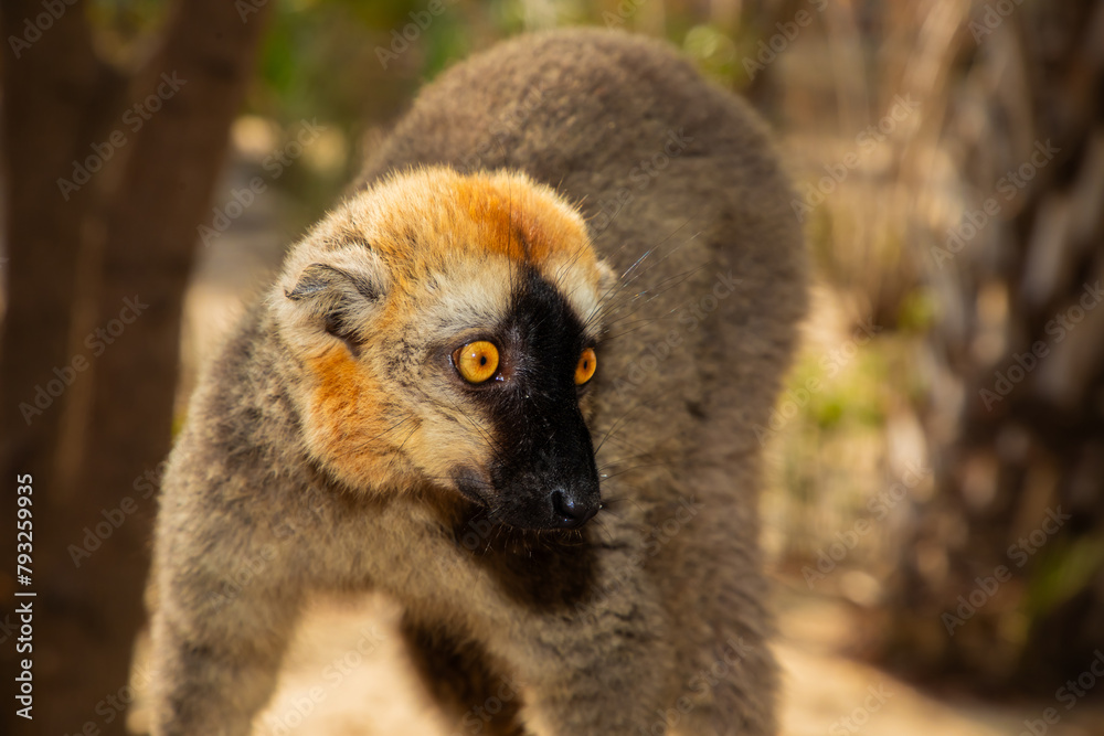 Obraz premium Red-bellied Lemur - Eulemur rubriventer, Cute primate.