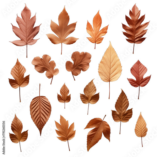 A collection of dry autumn Horse Chestnut tree leaves isolated against a white background photo
