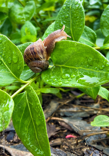 Close up of snail on leaf photo