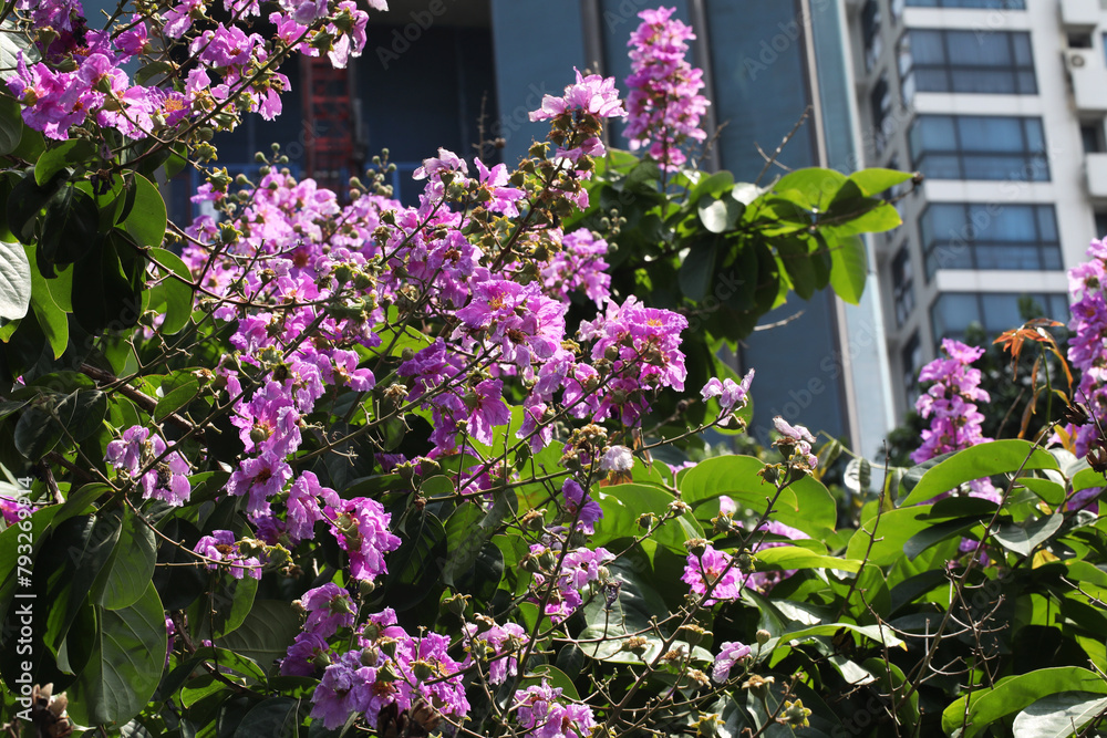 Purple flower Pseuderanthemum graciliflorum wild tropical flowers