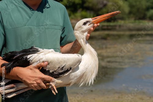 A treated stork will be released into the wild.