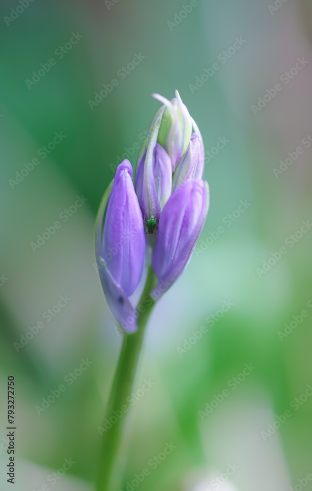 flower flower