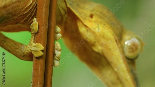 Close up of head of a Leaf Tailed Gecko (Uroplatus phantasticus) in tropical rainforest of Madagascar island. photo