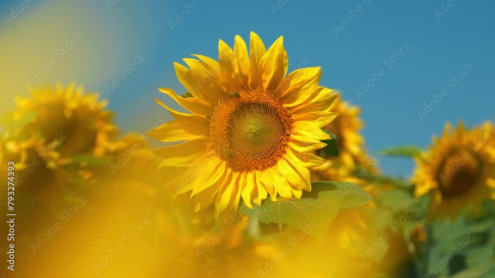 Two worker bees on beautiful yellow sunflower, very beautiful video Two worker bees on beautiful yellow sunflower, very beautiful video