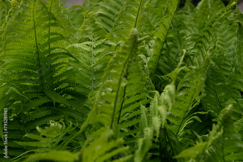 Canvas Print green fern leaves in spring,nefrolepis, Green nefrolepis plants, green ferns gar