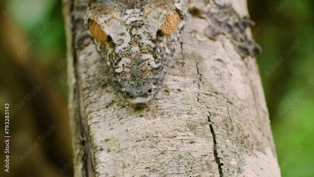 Close up of head of a Mossy leaf tailed gecko (Uroplatus sikorae) in Madagascar island. Close up of head of a Mossy leaf tailed gecko (Uroplatus sikorae) in Madagascar island.