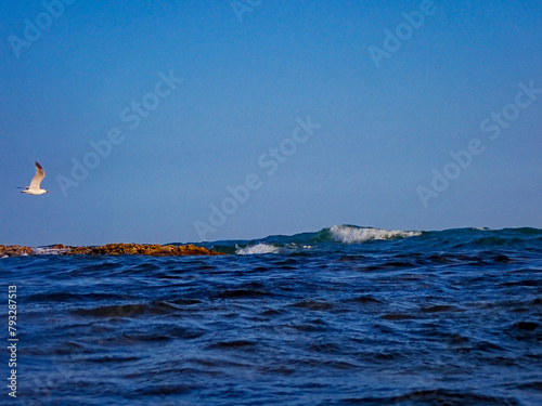 Gabbiani in volo nel mare blu, Bellissimo paesaggio marino 1338 photo