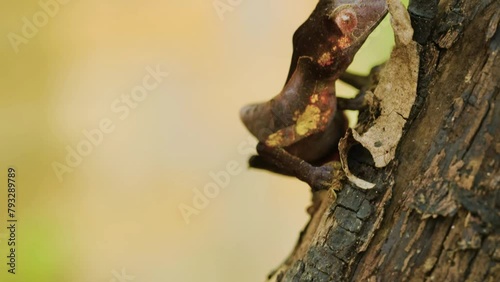View of a Leaf Tailed Gecko (Uroplatus phantasticus) in tropical rainforest of Madagascar island photo
