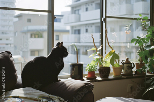 Domestic cat at cozy contemporary apartment living room interior vintage style.