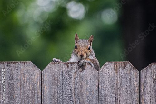 Howdy, neighbor photo