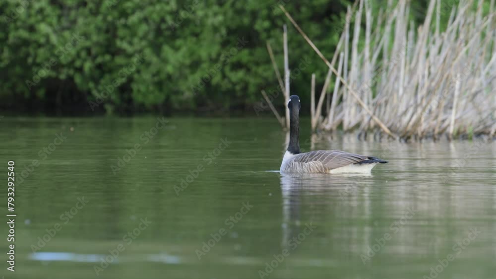 Canada Goose, Branta canadensis, bird at spring time on lake Canada Goose, Branta canadensis, bird at spring time on lake