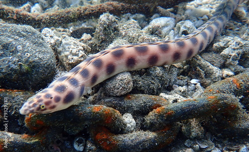 Costa Rica sea life