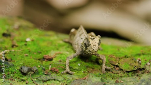 Close up of a Beautiful chameleon Brookesia peyrierasi in Madagascar rainforest