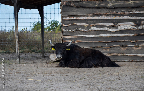 A black yak with big hornes and shaggy fur is captured resting in an enclosed outdoor area with sandy ground at local farm