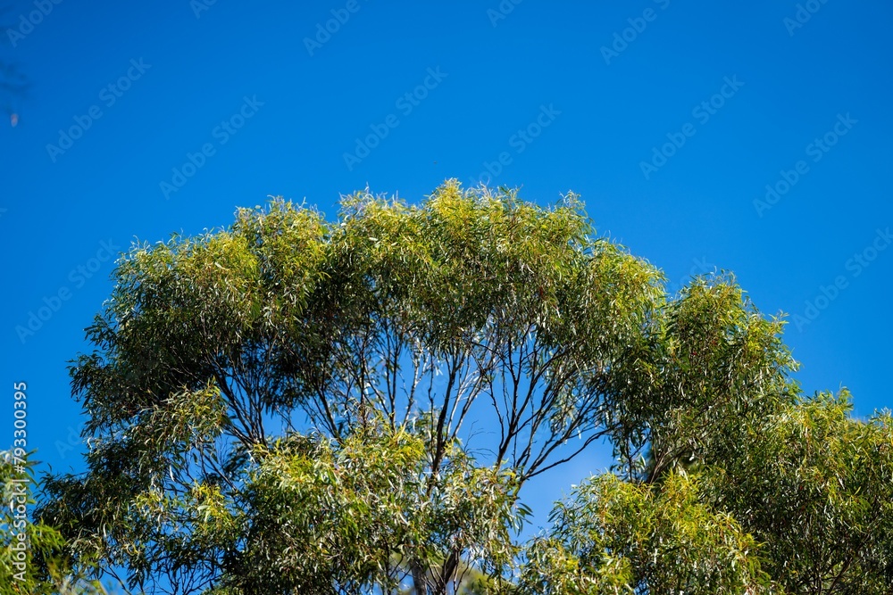 native australian plants in the bush, beautiful gum Trees and shrubs in the Australian bush forest. Gumtrees and native plants growing in Australia in spring native australian plants in the bush, beautiful gum Trees and shrubs in the Australian bush forest. Gumtrees and native plants growing in Australia in spring