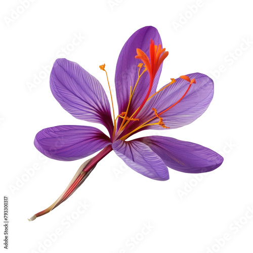 A saffron pistil displayed against a transparent background