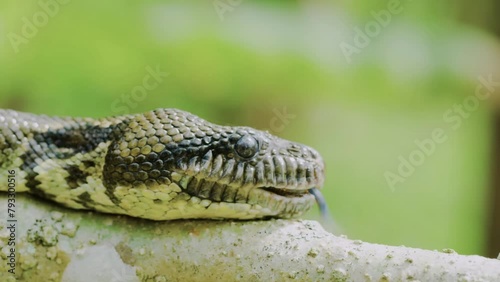 Close up of Mouth of a Madagascar Tree Boa snake (Sanzinia madagascariensis) photo