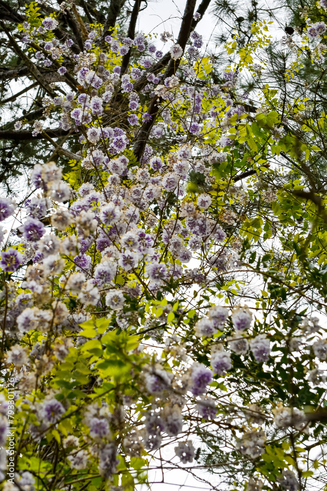 Spring Flowers - Wisteria Spring Flowers - Wisteria