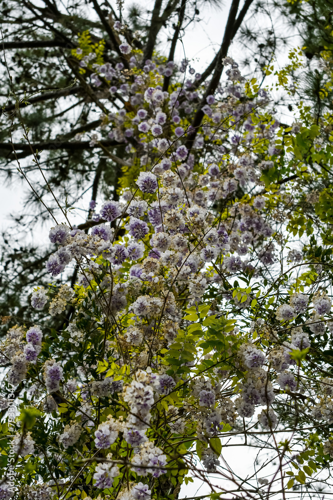 Fototapeta premium Spring Flowers - Wisteria