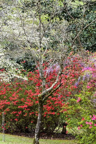 Spring in Alabama