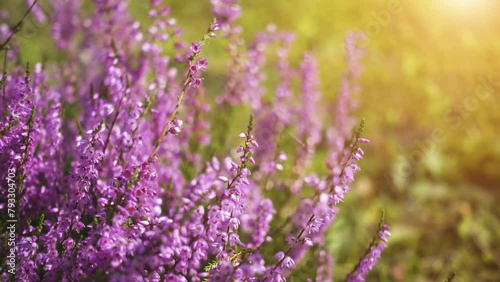 Calluna vulgaris, common heather, ling, or simply heather, is the sole species in the genus Calluna in the flowering plant family Ericaceae. photo