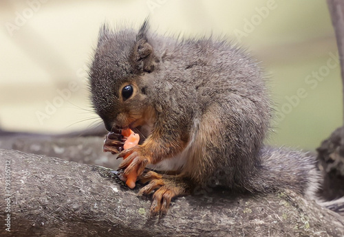 squirrel in the park