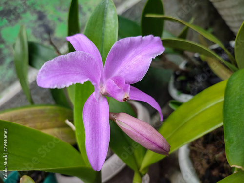 The light purple blooms and buds of Cattleya lawrenceana are a labiate species of Cattleya orchid.