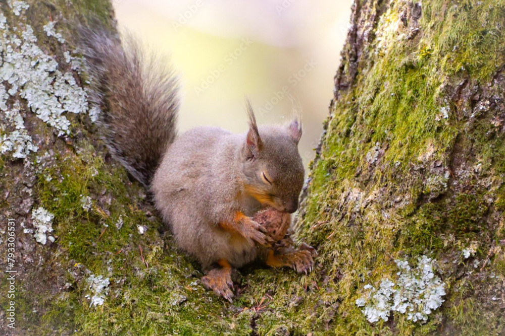 squirrel on the tree squirrel on the tree