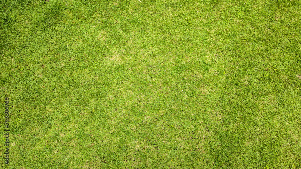 Fototapeta premium Fresh green lawn surface for background, copy space, top view