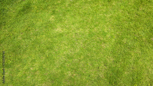 Fresh green lawn surface for background, copy space, top view