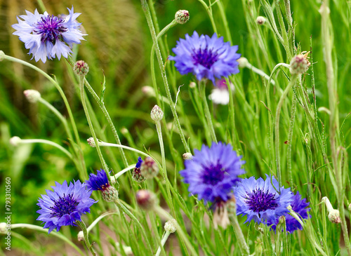 violet and purple cornflower blooms in the field