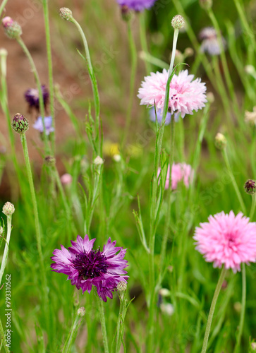 assorted shades of pink cornflowers