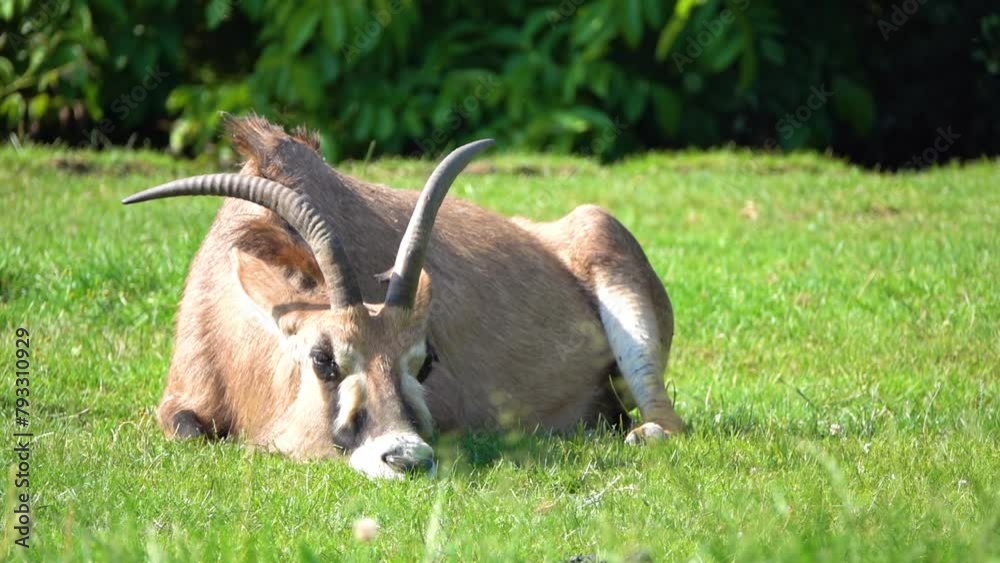 Roan antelope (Hippotragus equinus) is savanna antelope found in West ...