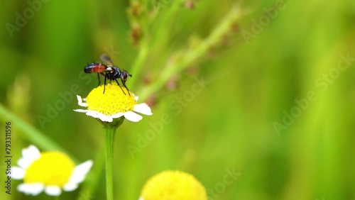 Cylindromyia auriceps is a European species of fly in the family Tachinidae. Order Diptera, Insecta class, Arthropod phylum, and Animalia kingdom. photo