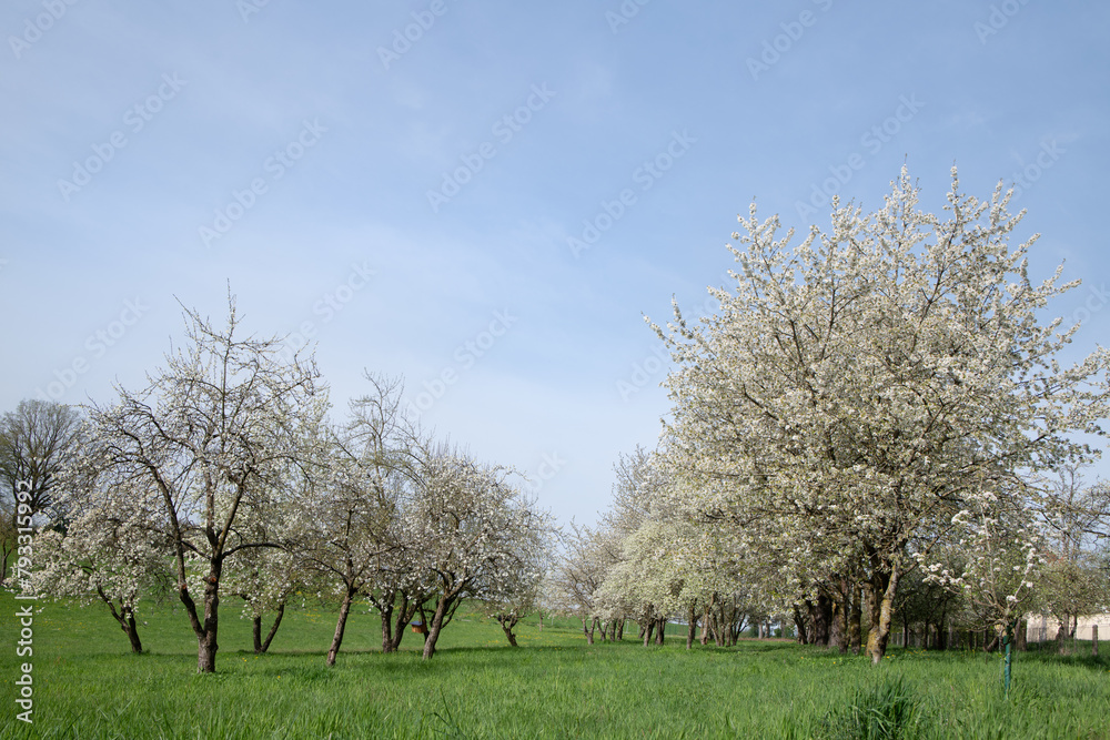 A meadow orchard in spring. The fruit trees blossom in the sun. The trees form an alley in the meadow. A meadow orchard in spring. The fruit trees blossom in the sun. The trees form an alley in the meadow.