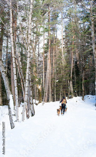 a person practices ski touring with his dogs in the middle of a snowy forest with large trees.