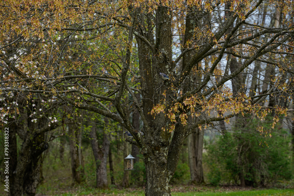 Fototapeta premium Two blue jays in a large tree. Wood area. Bird house hanging from the tree.