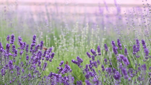 Sunset over a violet lavender field in Provence, France