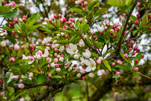 Background image of buds and flowers on a crabapple tree. White and pink flowers. 