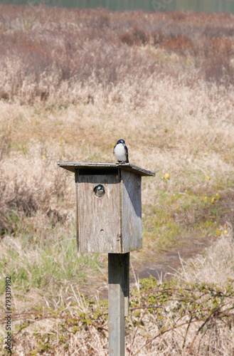 Tree swallows at a birdhouse during a spring season at the Pitt River Dike Scenic Point in Pitt Meadows, British Columbia, Canada
