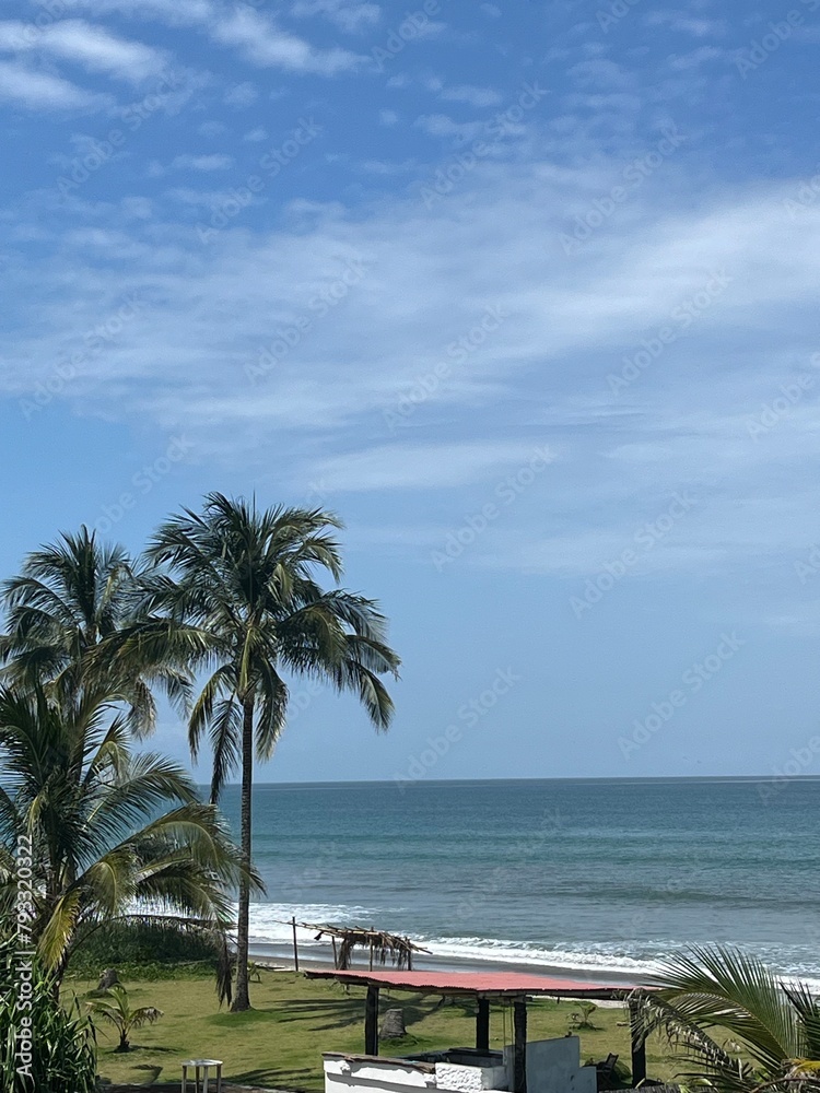 Fototapeta premium trees on the beach