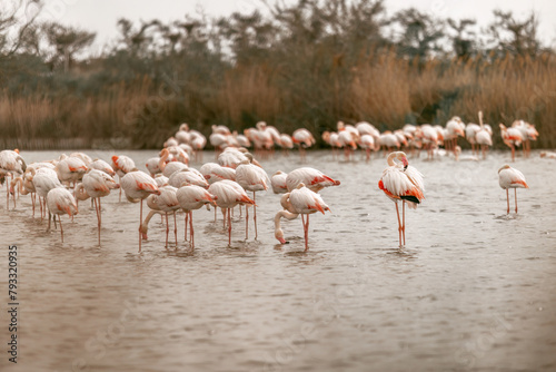 Wild flamingos (Phoenicopteridae) at the Camargue, france, europe in early spring outdoors. Wildlife birdwatching © Annabell Gsödl
